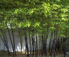 绿化竹子供应信息 绿化竹子批发 绿化竹子价格 找绿化竹子产品上