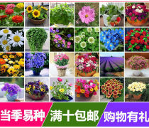 十种盆栽花卉产品信息