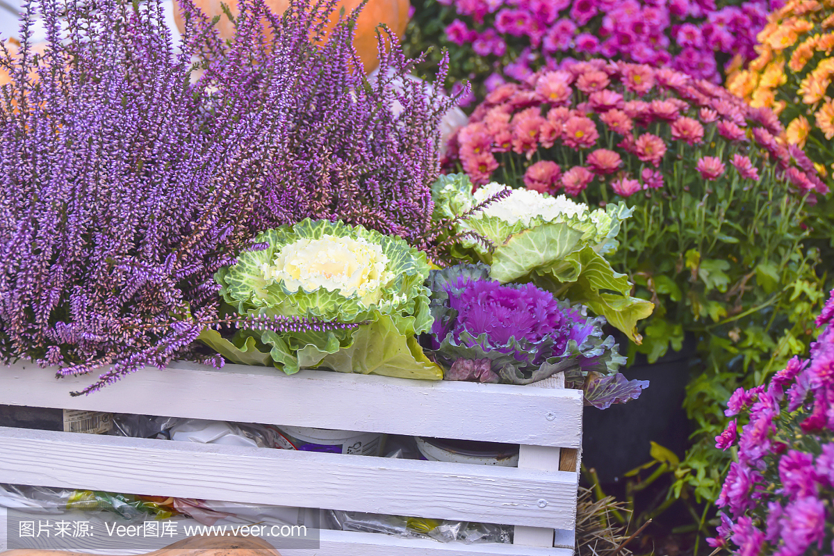 大量的白菜和花卉装饰秋季产品亮丽的背景